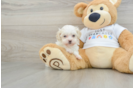 Best Maltipoo Baby