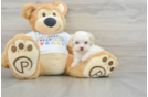 Best Maltipoo Baby