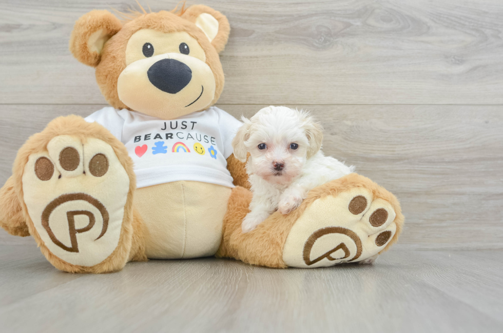 6 week old Maltipoo Puppy For Sale - Premier Pups