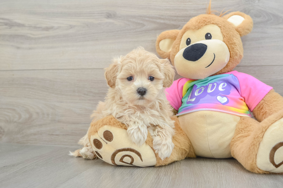 Maltipoo Pup Being Cute