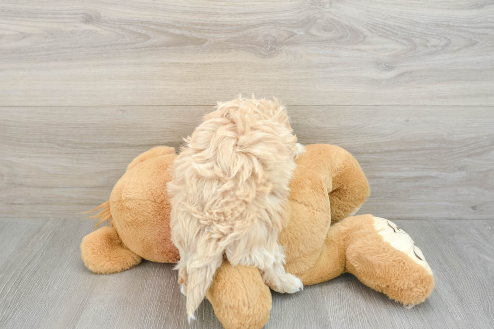 Maltipoo Puppy for Adoption
