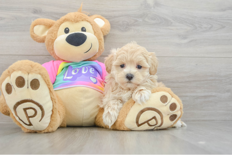 Smart Maltipoo Poodle Mix Pup