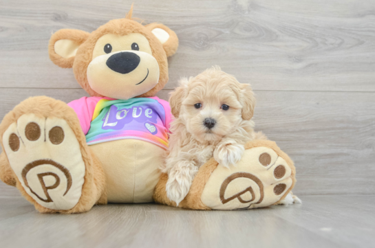 Smart Maltipoo Poodle Mix Pup