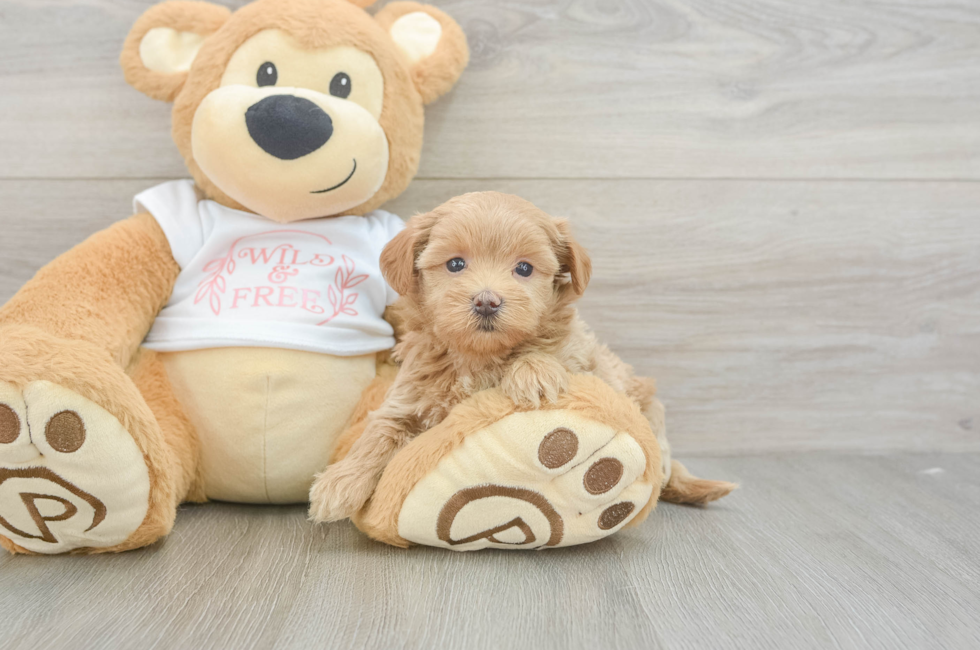 5 week old Maltipoo Puppy For Sale - Premier Pups