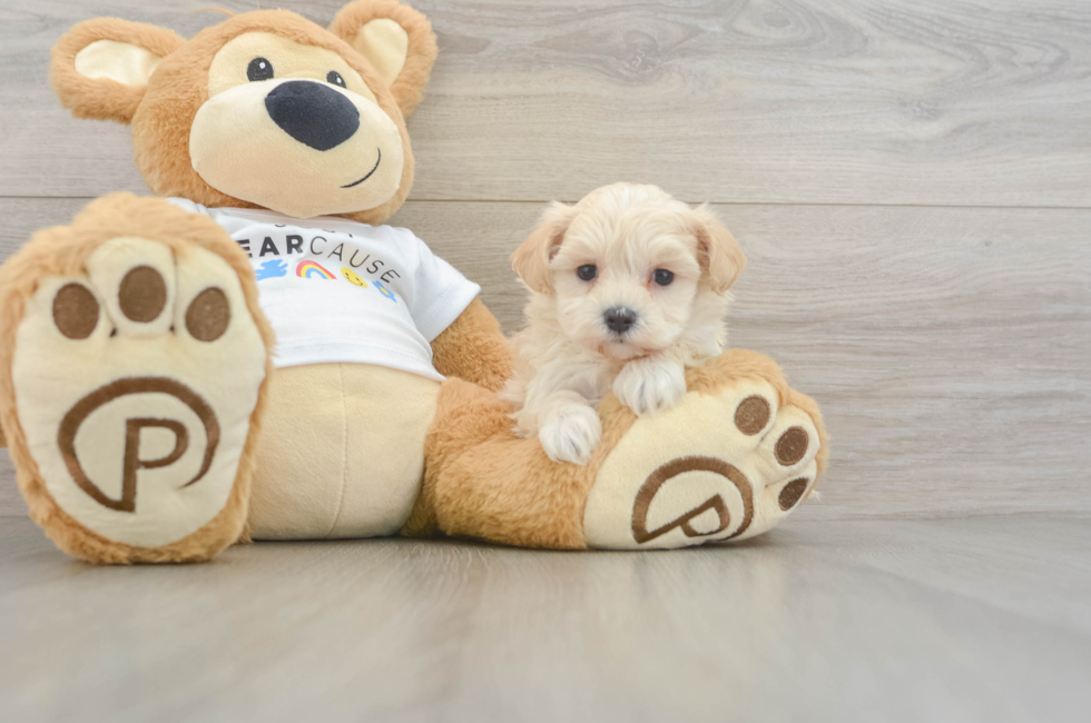 5 week old Maltipoo Puppy For Sale - Premier Pups