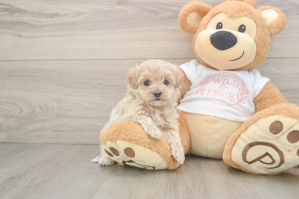 Best Maltipoo Baby