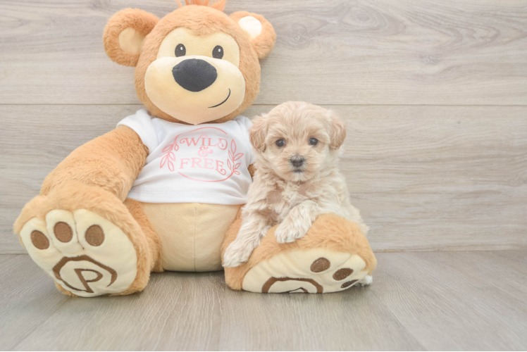 Happy Maltipoo Baby