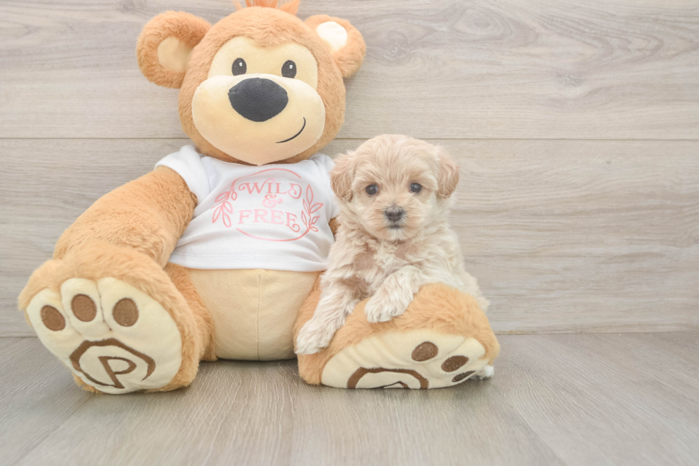 Happy Maltipoo Baby