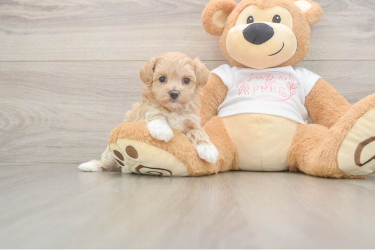 Best Maltipoo Baby