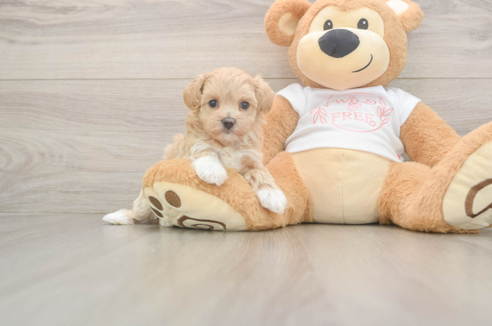 5 week old Maltipoo Puppy For Sale - Premier Pups