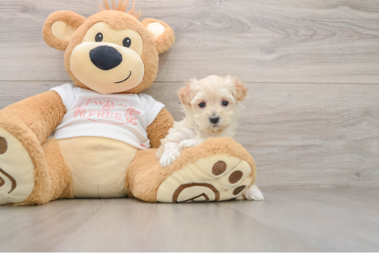 Adorable Maltidoodle Poodle Mix Puppy