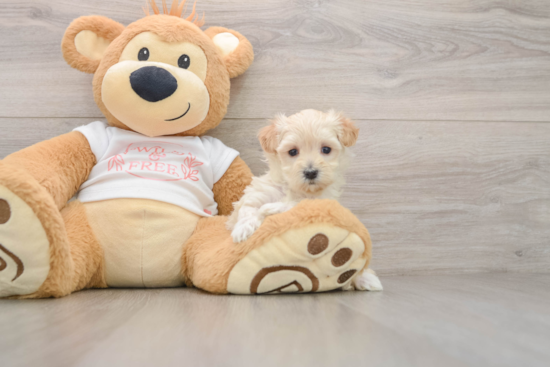 Adorable Maltidoodle Poodle Mix Puppy