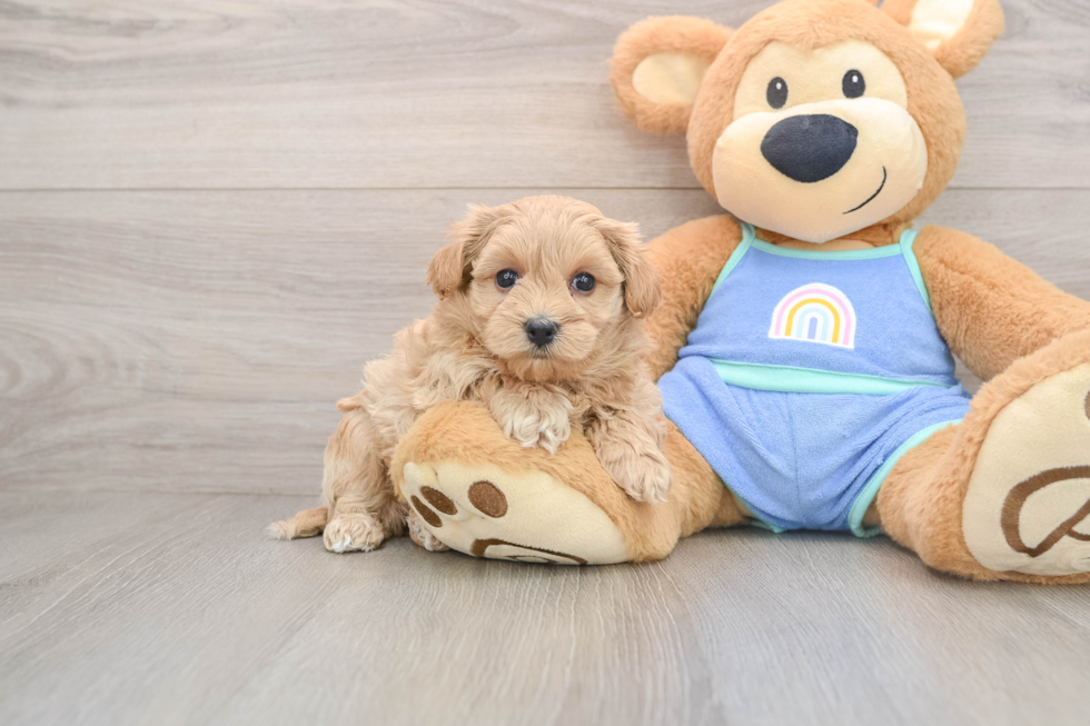 Best Maltipoo Baby