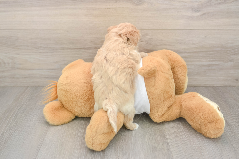 Friendly Maltipoo Baby