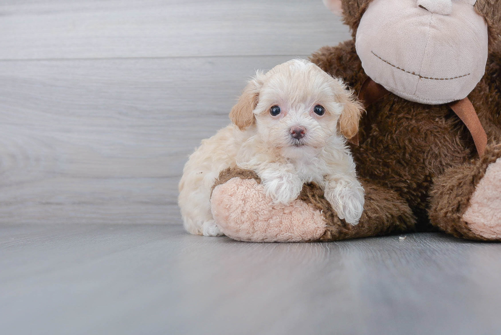 Maltipoo Pup Being Cute