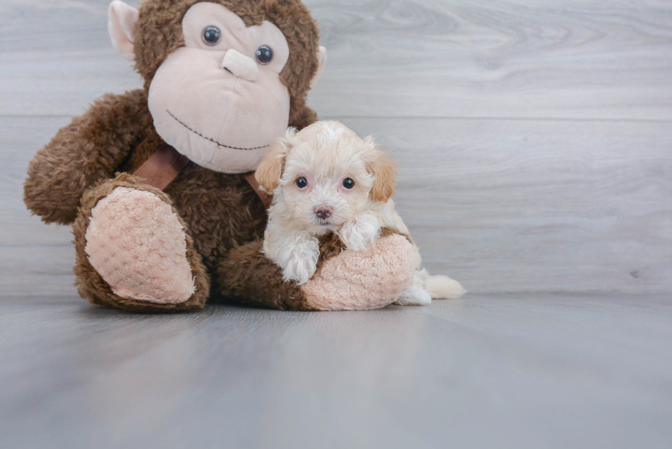 Best Maltipoo Baby