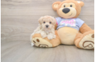Playful Malt Oodle Poodle Mix Puppy