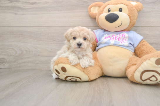 Playful Malt Oodle Poodle Mix Puppy