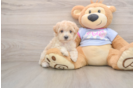 Friendly Maltipoo Baby