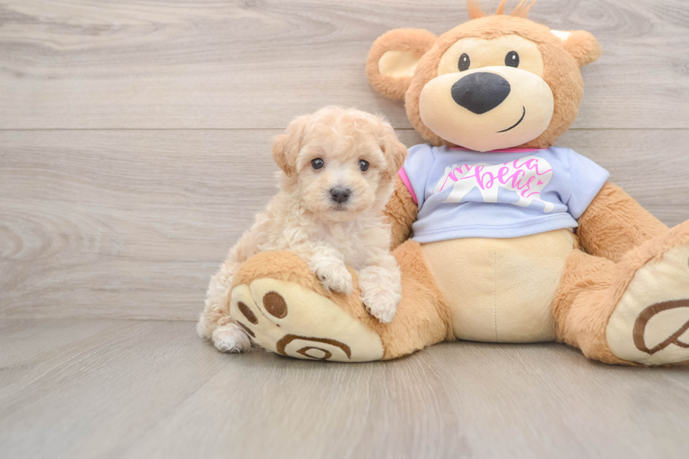 Friendly Maltipoo Baby