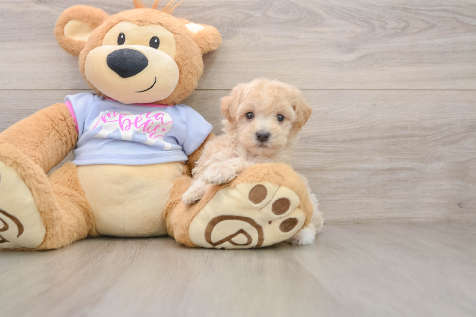 Cute Maltipoo Baby
