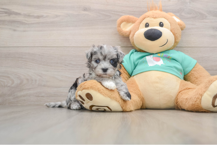 Fluffy Maltipoo Poodle Mix Pup