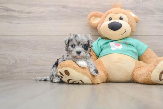 Fluffy Maltipoo Poodle Mix Pup