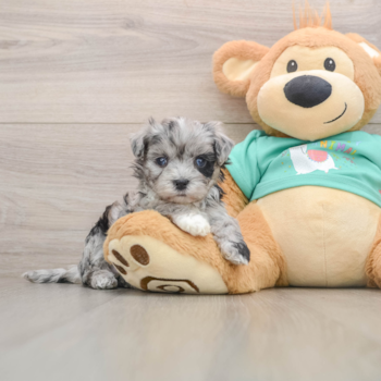 Fluffy Maltipoo Poodle Mix Pup