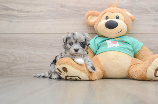 Fluffy Maltipoo Poodle Mix Pup