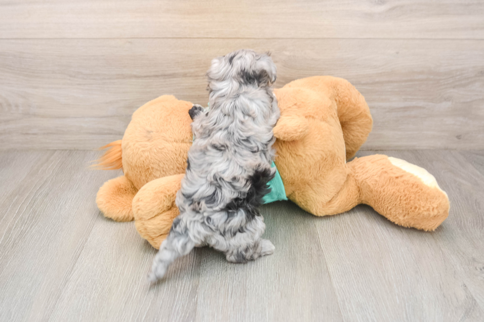 Petite Maltipoo Poodle Mix Pup