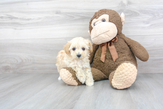 Maltipoo Puppy for Adoption