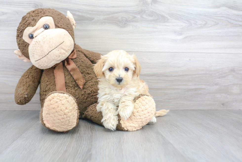 Sweet Maltipoo Baby