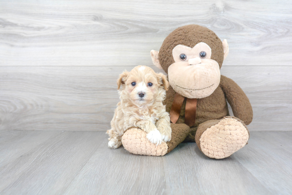 Friendly Maltipoo Baby