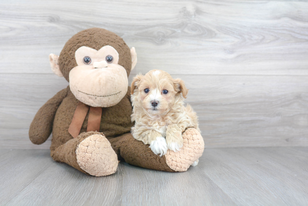 Maltipoo Puppy for Adoption