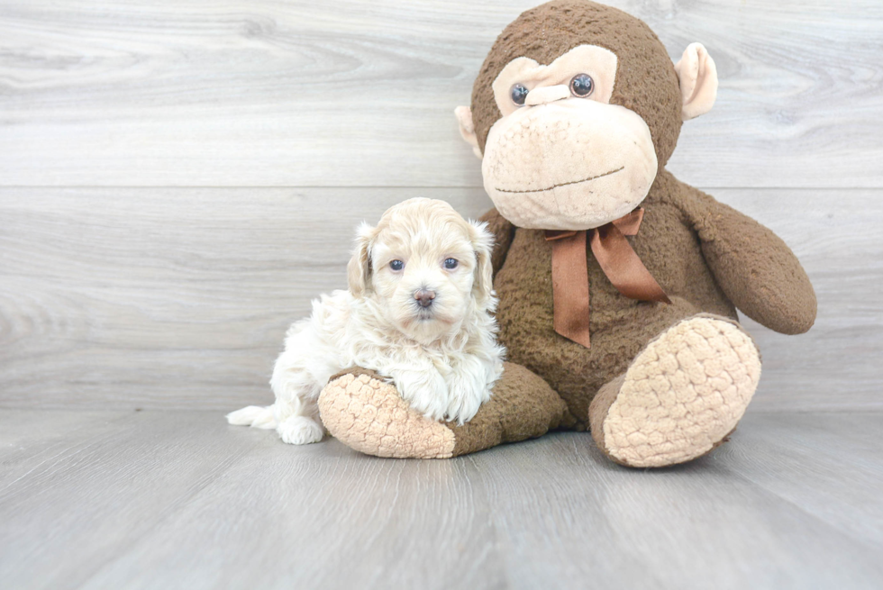 Funny Maltipoo Poodle Mix Pup