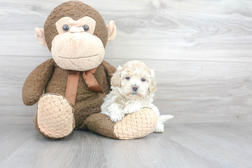 Best Maltipoo Baby