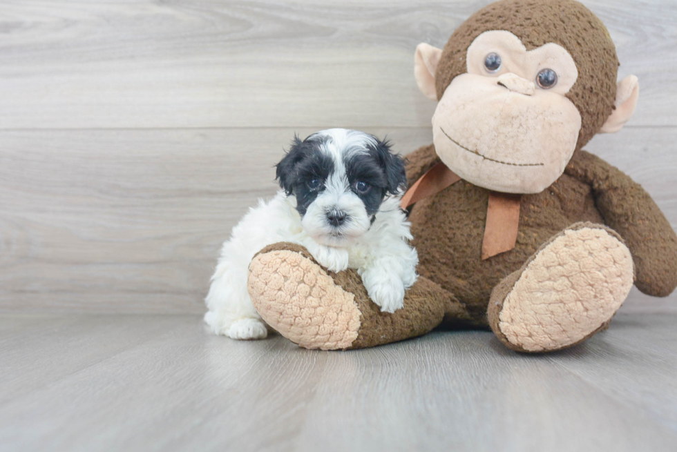 Maltipoo Puppy for Adoption