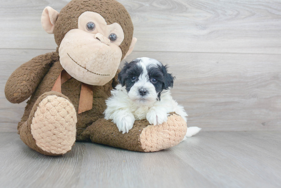 Popular Maltipoo Poodle Mix Pup