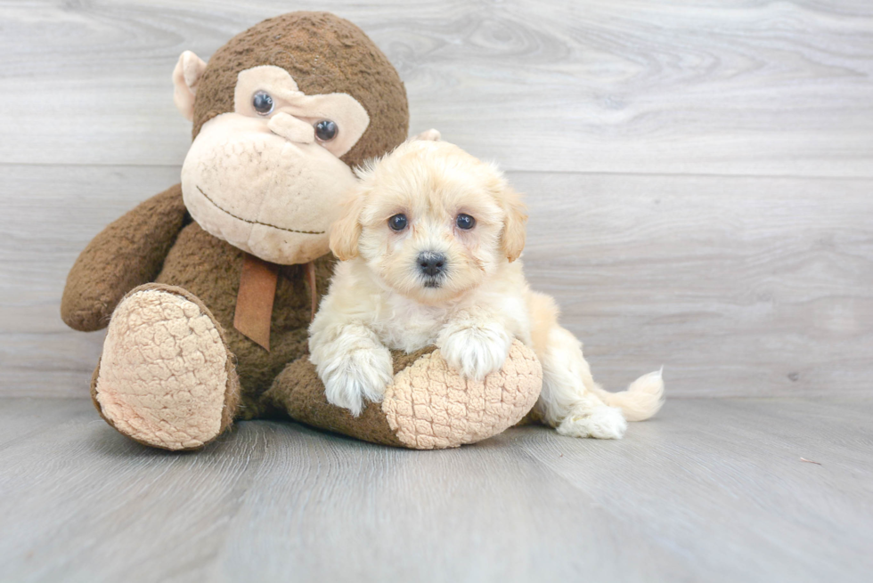 Happy Maltipoo Baby