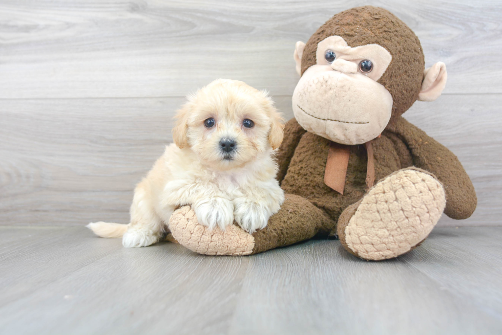 Best Maltipoo Baby