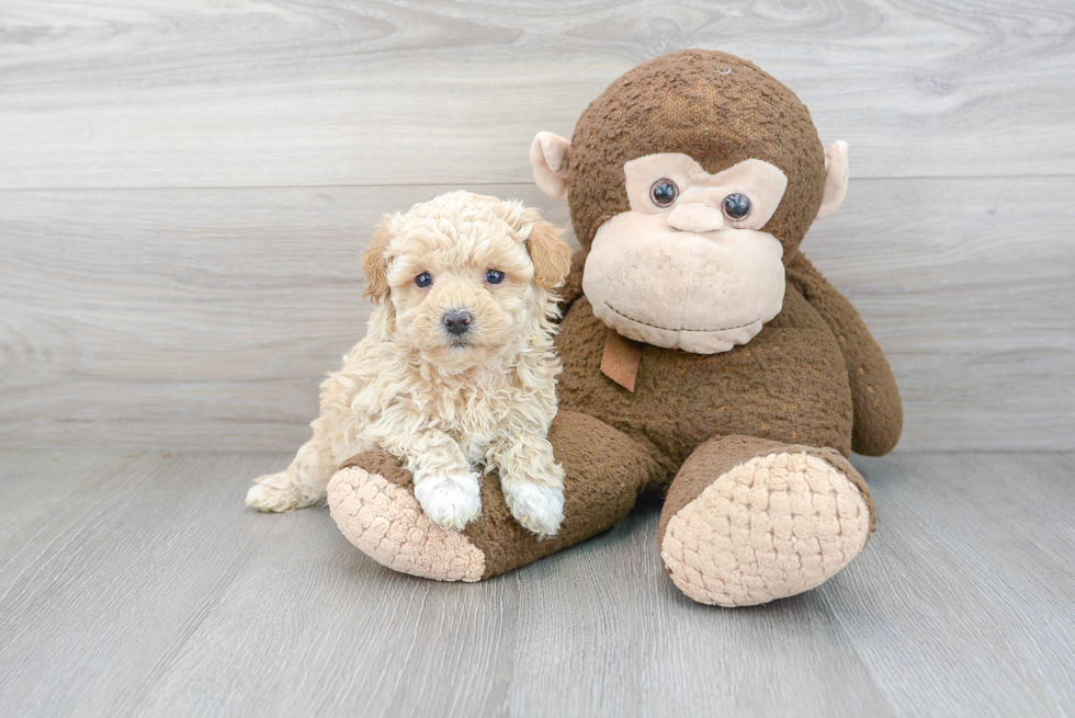 Adorable Maltese Poodle Poodle Mix Puppy