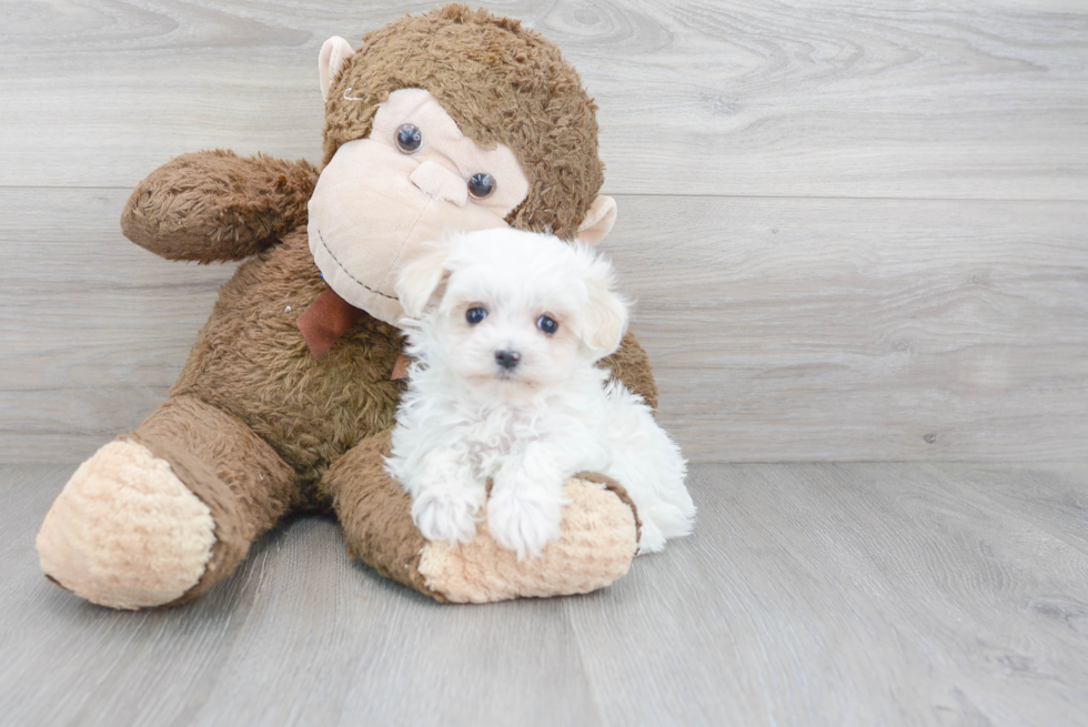 Maltipoo Puppy for Adoption