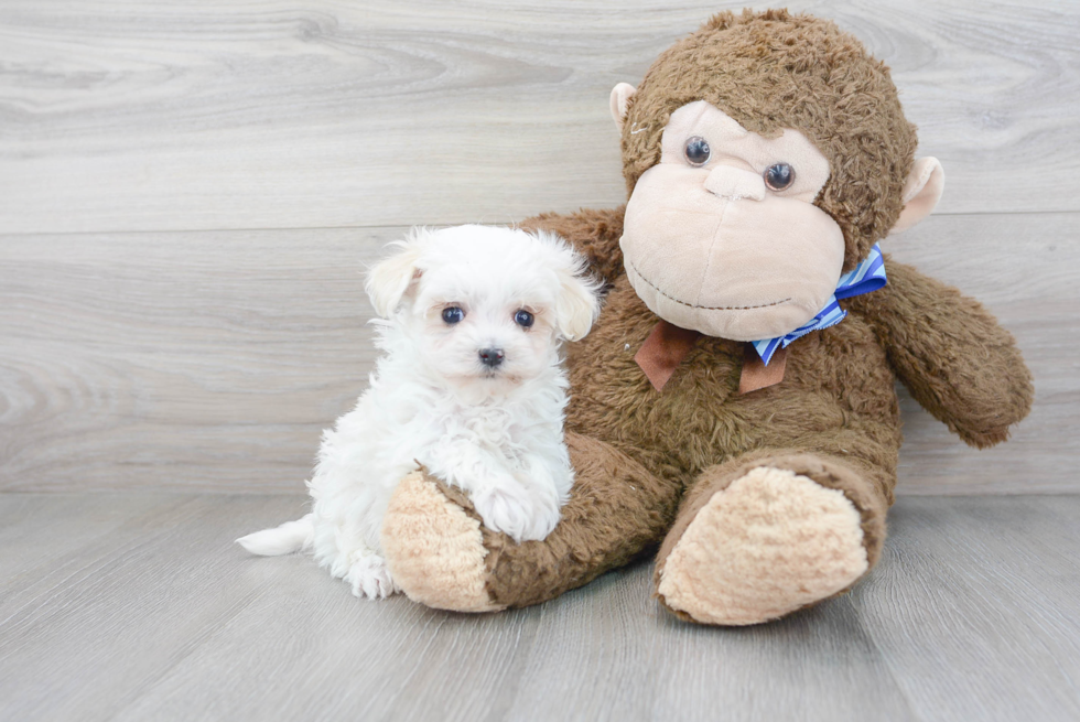 Fluffy Maltipoo Poodle Mix Pup