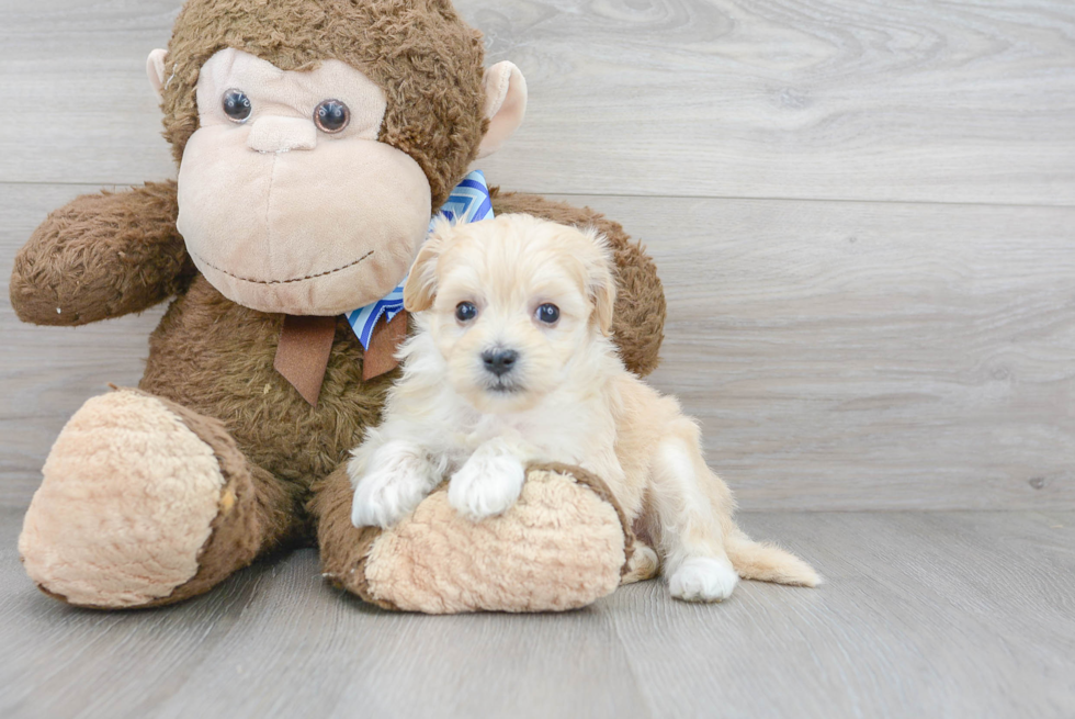 Sweet Maltipoo Baby