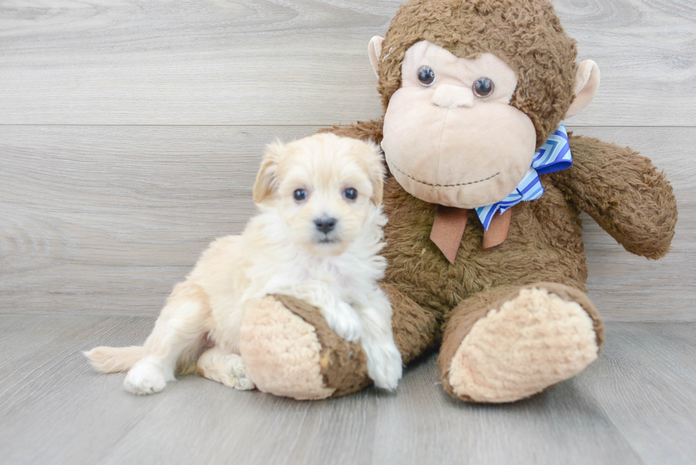 Happy Maltipoo Baby