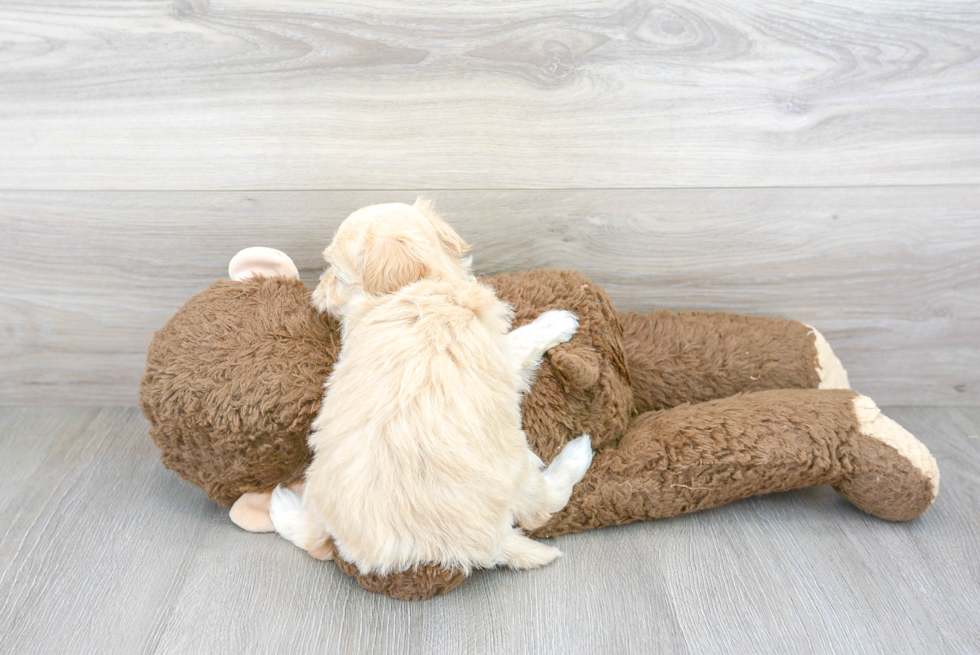 Energetic Maltese Poodle Poodle Mix Puppy