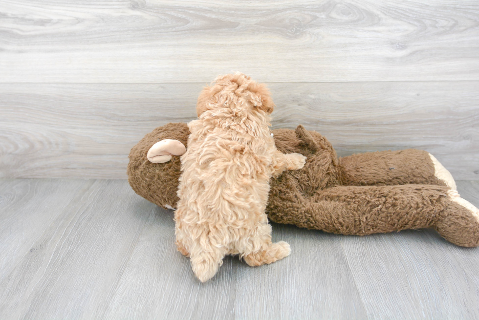 Playful Maltepoo Poodle Mix Puppy