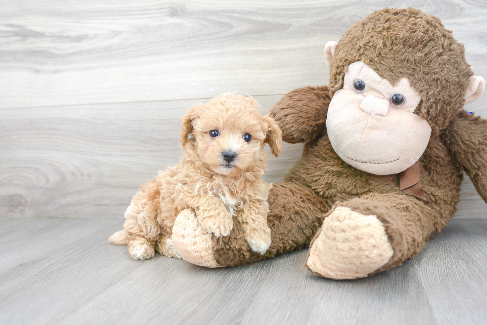 Maltipoo Pup Being Cute