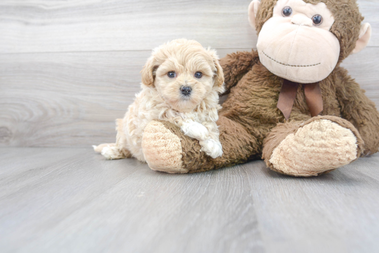 Energetic Maltese Poodle Poodle Mix Puppy