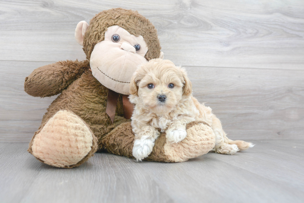 Best Maltipoo Baby